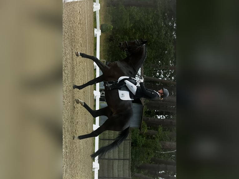 Trakehner Castrone 11 Anni 167 cm Baio nero in Egestorf