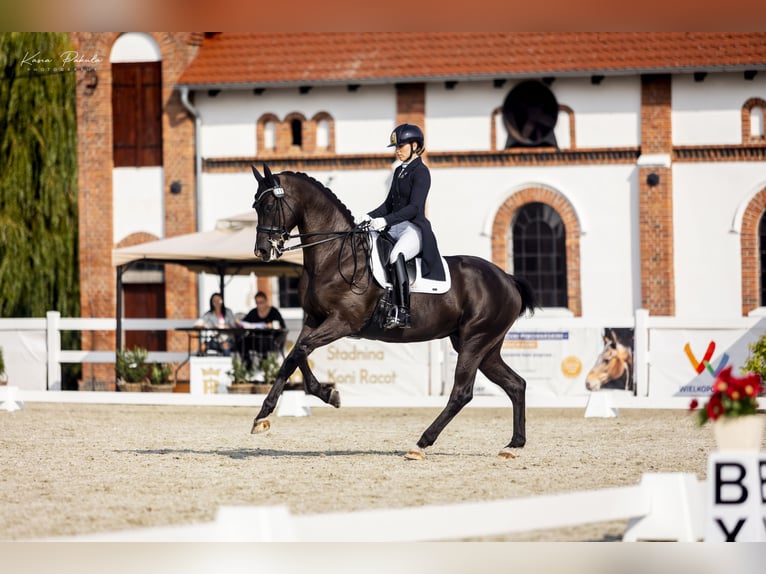 Trakehner Castrone 11 Anni 168 cm Morello in Aleksandria