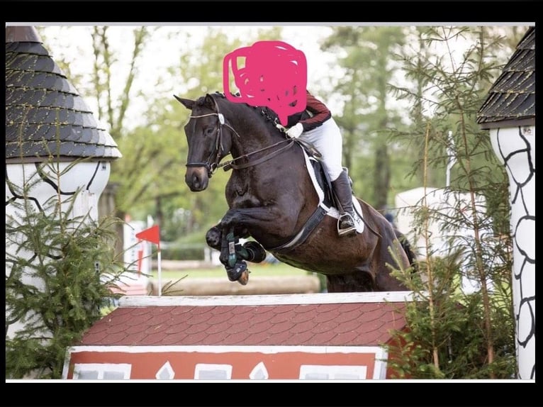 Trakehner Castrone 11 Anni 170 cm Baio scuro in Lamerdingen