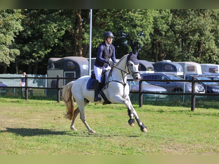 Trakehner Castrone 12 Anni 158 cm Grigio in Norderstedt
