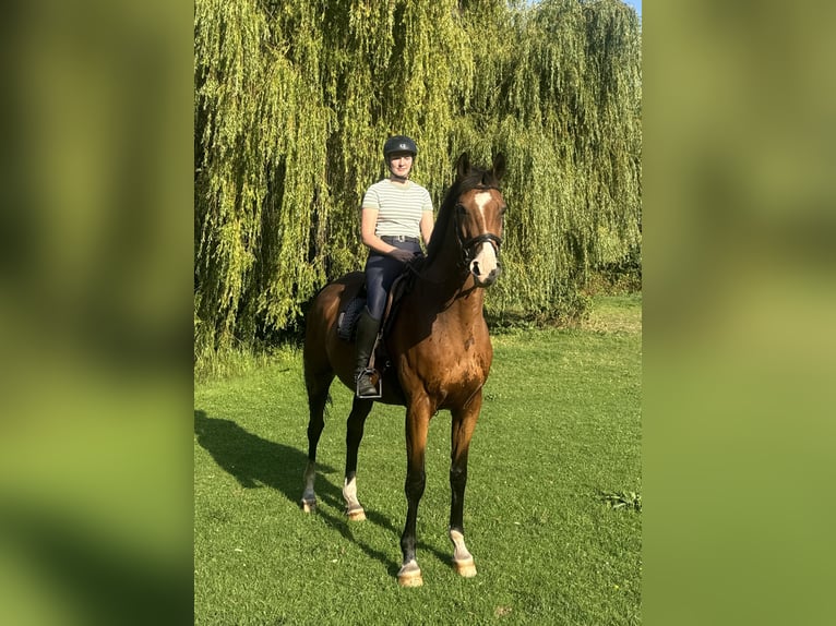 Trakehner Castrone 12 Anni 166 cm Baio in Lüneburg