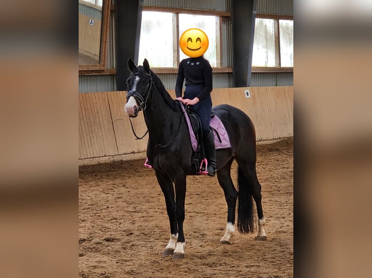 Trakehner Castrone 12 Anni 167 cm Baio scuro in Kiel