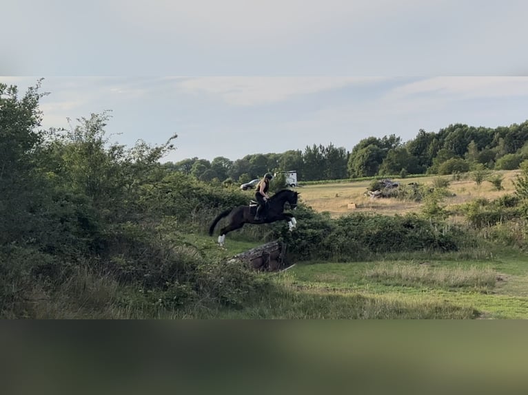 Trakehner Castrone 12 Anni 167 cm Baio scuro in Kiel