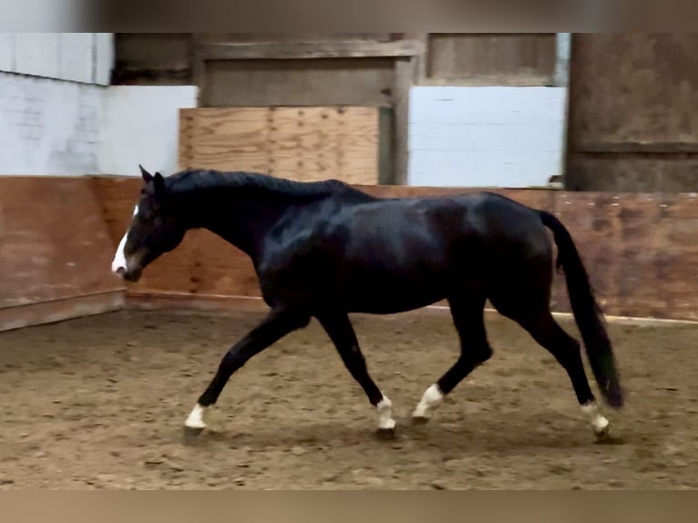 Trakehner Castrone 12 Anni 167 cm Baio scuro in Kiel