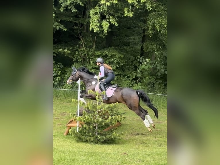 Trakehner Castrone 12 Anni 167 cm Baio scuro in Kiel