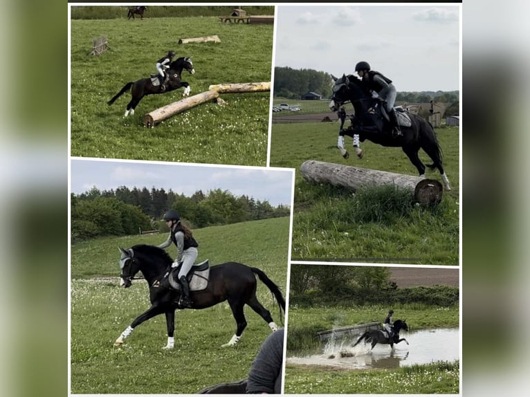 Trakehner Castrone 12 Anni 167 cm Baio scuro in Kiel