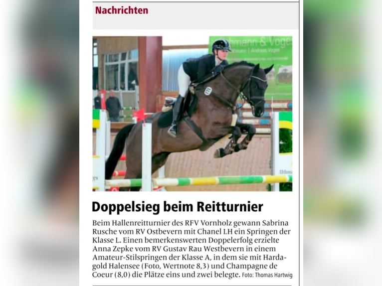 Trakehner Castrone 12 Anni 169 cm Morello in Telgte