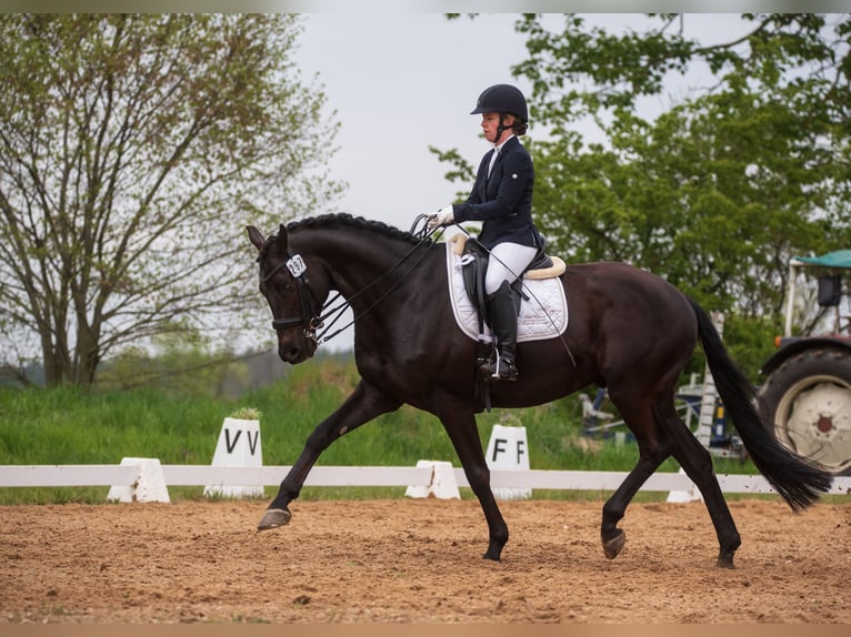 Trakehner Castrone 12 Anni 170 cm Baio scuro in Oberkr&#xE4;mer