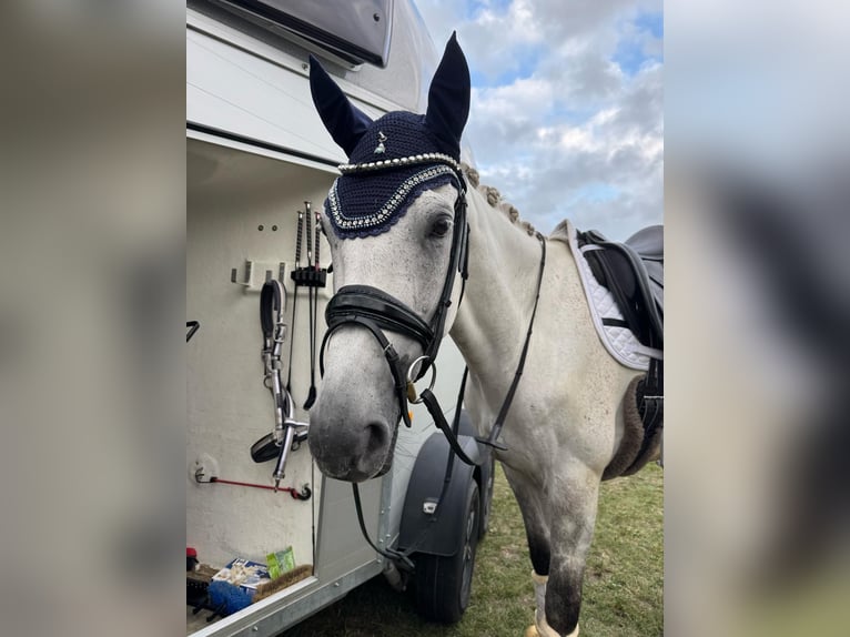 Trakehner Castrone 12 Anni 170 cm Grigio in Hamm