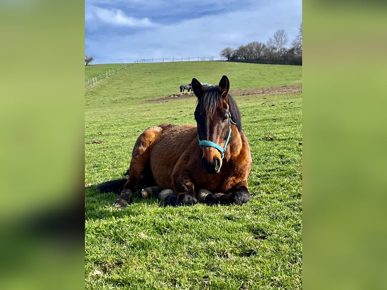 Trakehner Castrone 12 Anni 173 cm Baio in Brnířov / Kdyne