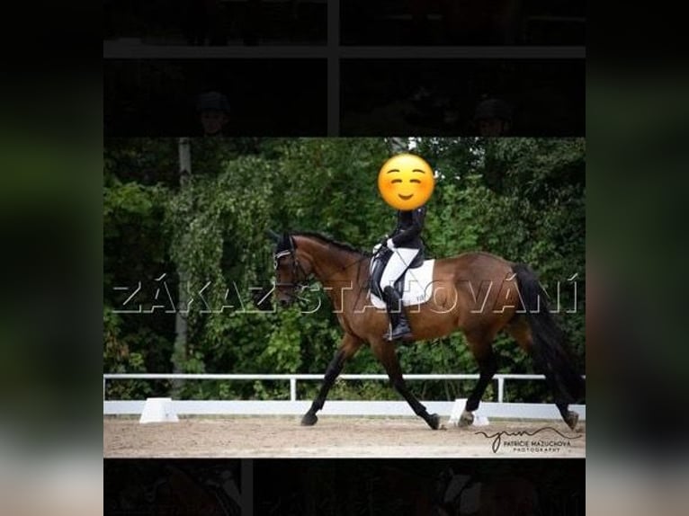 Trakehner Castrone 12 Anni 173 cm Baio in Brnířov / Kdyne