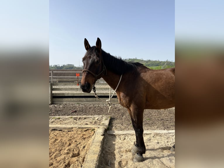 Trakehner Castrone 12 Anni 173 cm Baio in Brnířov / Kdyne