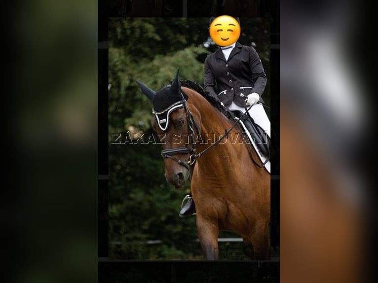 Trakehner Castrone 12 Anni 173 cm Baio in Brnířov / Kdyne