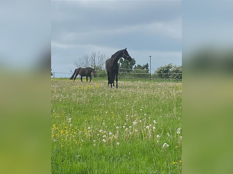 Trakehner Castrone 12 Anni 178 cm Morello in Herbertingen