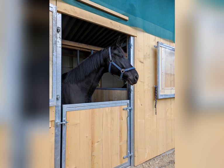 Trakehner Castrone 12 Anni 178 cm Morello in Herbertingen