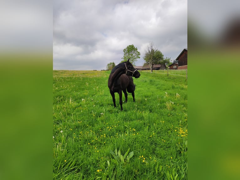 Trakehner Castrone 12 Anni 178 cm Morello in Herbertingen