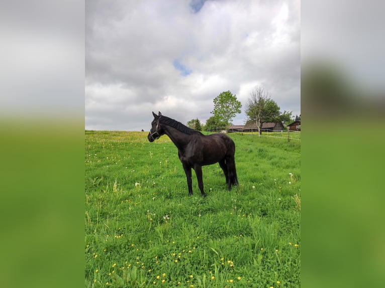 Trakehner Castrone 12 Anni 178 cm Morello in Herbertingen