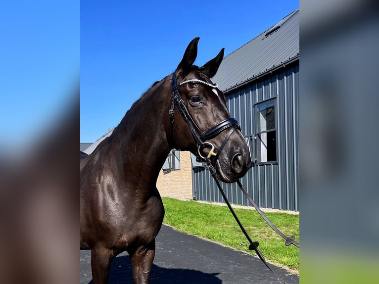 Trakehner Castrone 13 Anni 167 cm Morello in Warszawa