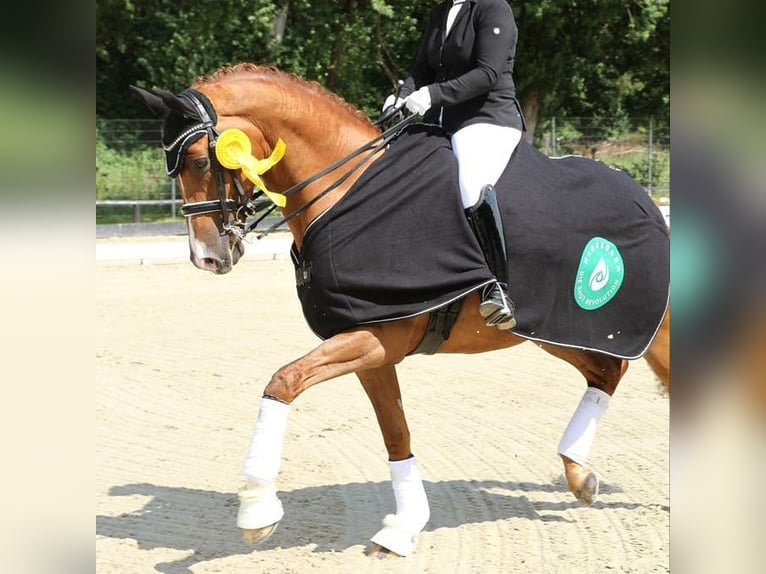 Trakehner Castrone 13 Anni 167 cm Sauro in Lübeck