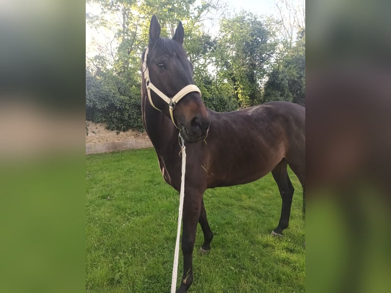 Trakehner Castrone 13 Anni 170 cm Baio scuro in Welsleben