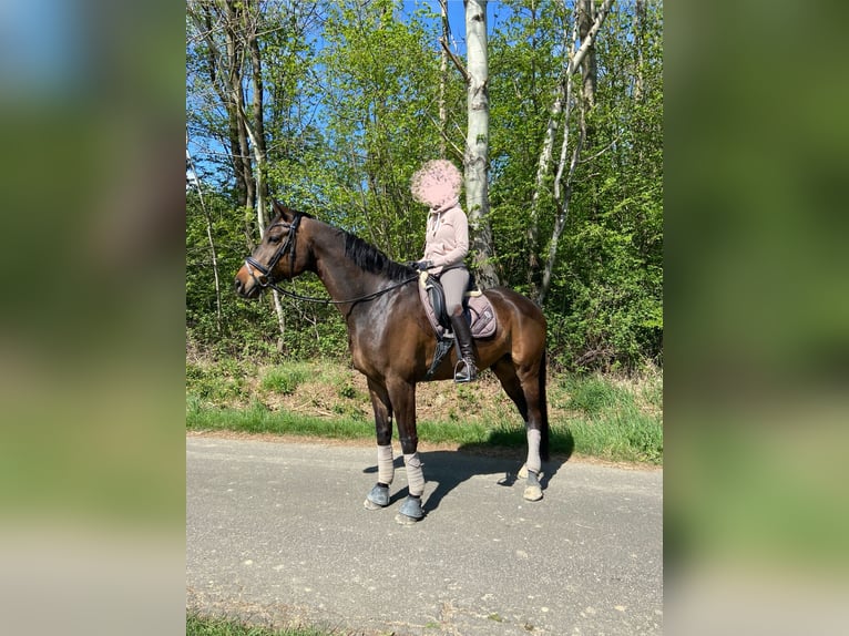 Trakehner Castrone 13 Anni 179 cm Baio scuro in Ruppichteroth