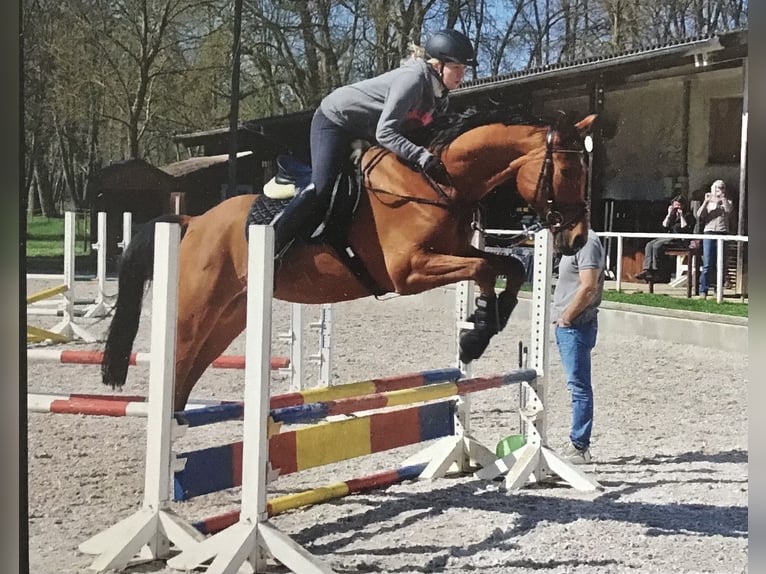 Trakehner Castrone 14 Anni 164 cm Baio in Sankt Johann
