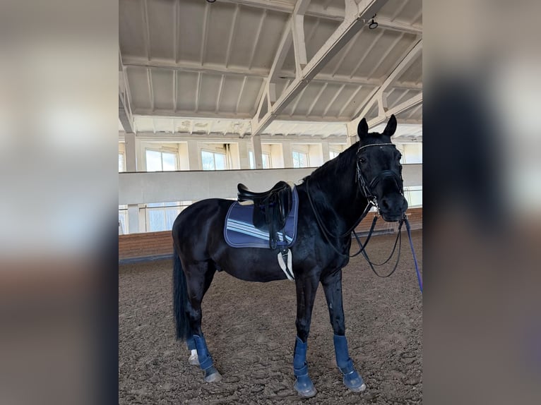 Trakehner Castrone 14 Anni 165 cm Morello in Riga