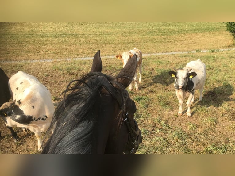 Trakehner Castrone 14 Anni 169 cm Baio scuro in Weinheim