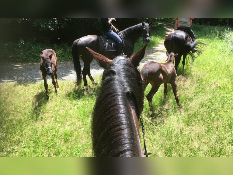 Trakehner Castrone 14 Anni 169 cm Baio scuro in Weinheim