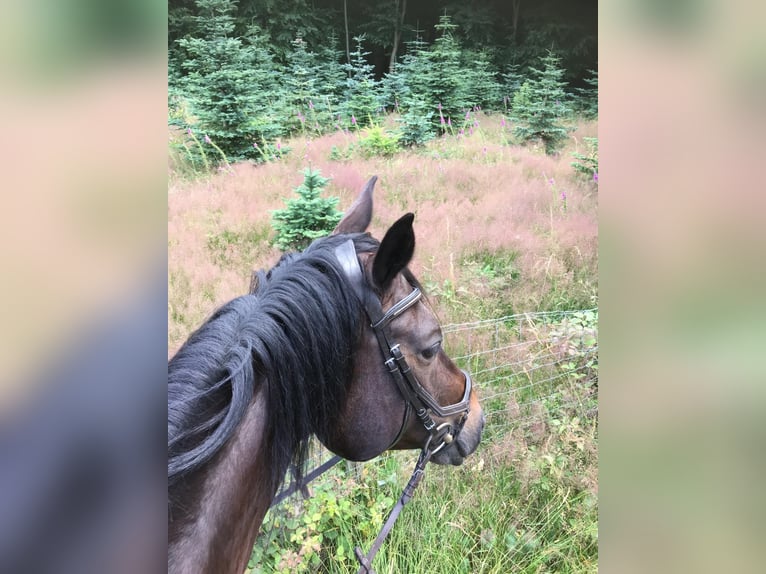 Trakehner Castrone 14 Anni 169 cm Baio scuro in Weinheim