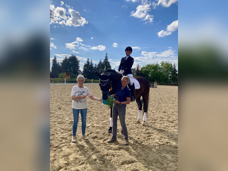 Trakehner Castrone 14 Anni 170 cm Morello in Penig