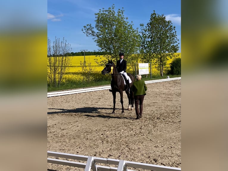 Trakehner Castrone 14 Anni 170 cm Morello in Penig