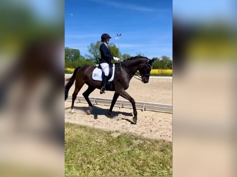 Trakehner Castrone 14 Anni 170 cm Morello in Penig