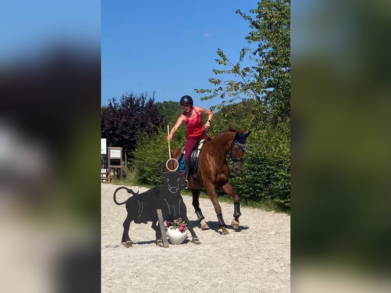 Trakehner Castrone 14 Anni 170 cm Sauro in Schmelz
