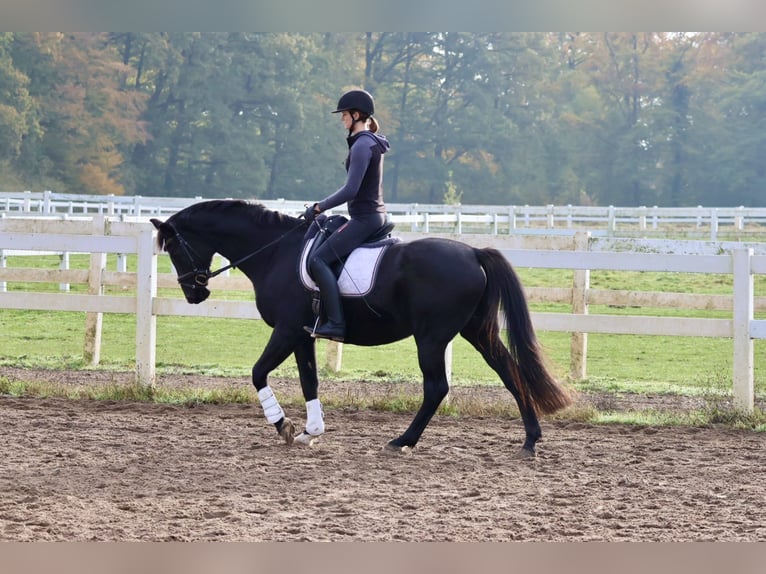 Trakehner Castrone 15 Anni 165 cm Morello in Bad Oldesloe