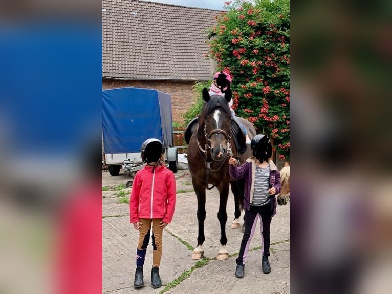 Trakehner Castrone 15 Anni 168 cm Baio nero in Bodenwerder