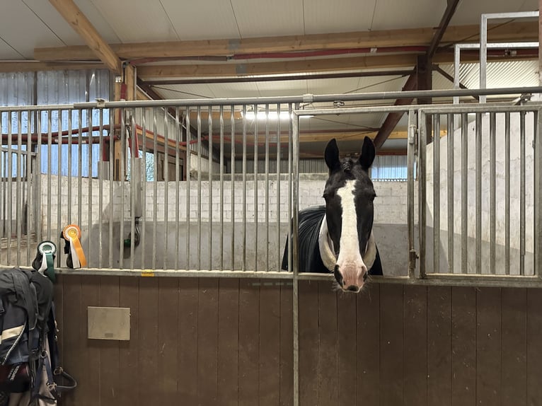 Trakehner Mix Castrone 15 Anni 170 cm Pezzato in Leichlingen