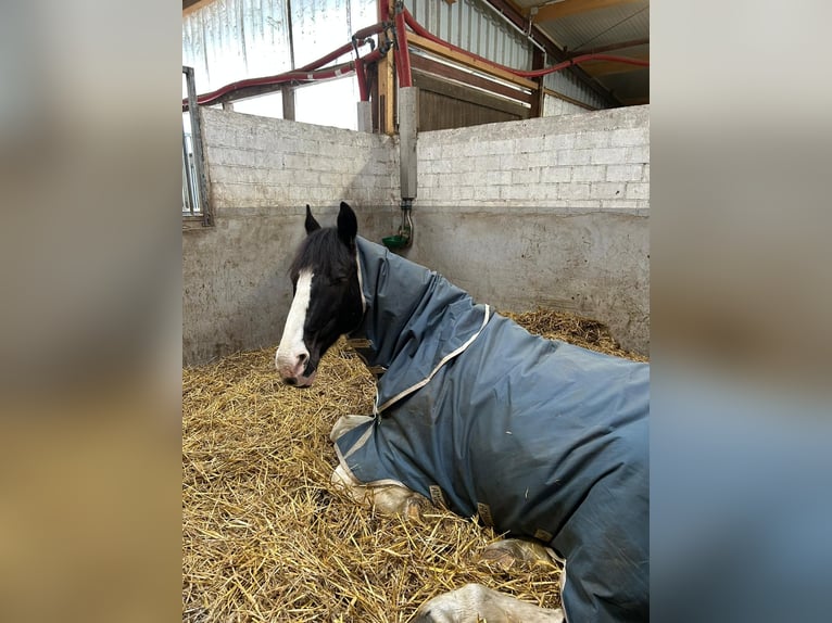 Trakehner Mix Castrone 15 Anni 170 cm Pezzato in Leichlingen