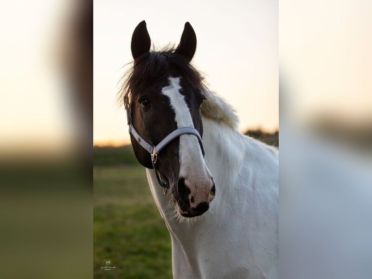 Trakehner Mix Castrone 15 Anni 170 cm Pezzato in Leichlingen