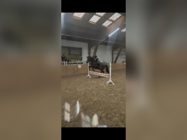 Trakehner Castrone 15 Anni 172 cm Baio nero in Bodenwerder