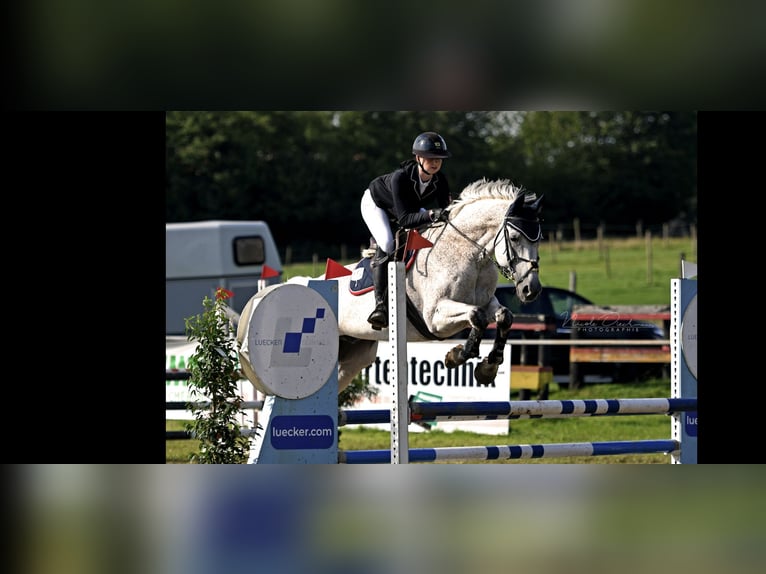 Trakehner Castrone 15 Anni 172 cm Grigio trotinato in RödinghausenRödinghausen