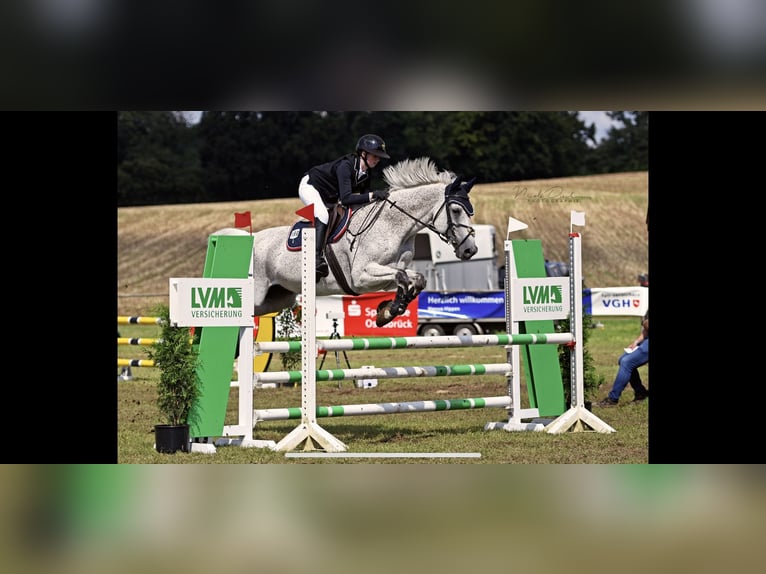 Trakehner Castrone 15 Anni 172 cm Grigio trotinato in RödinghausenRödinghausen