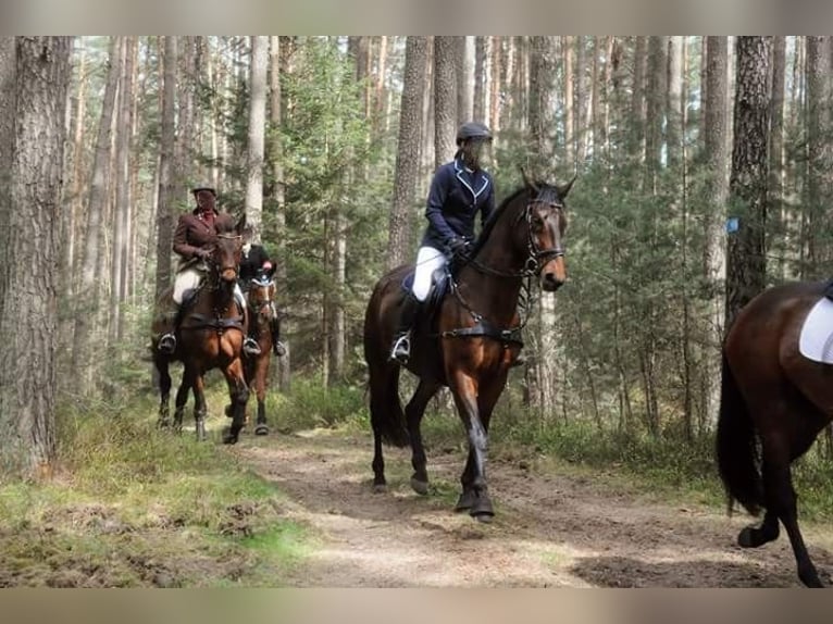 Trakehner Castrone 15 Anni 174 cm Baio in Neuendettelsau