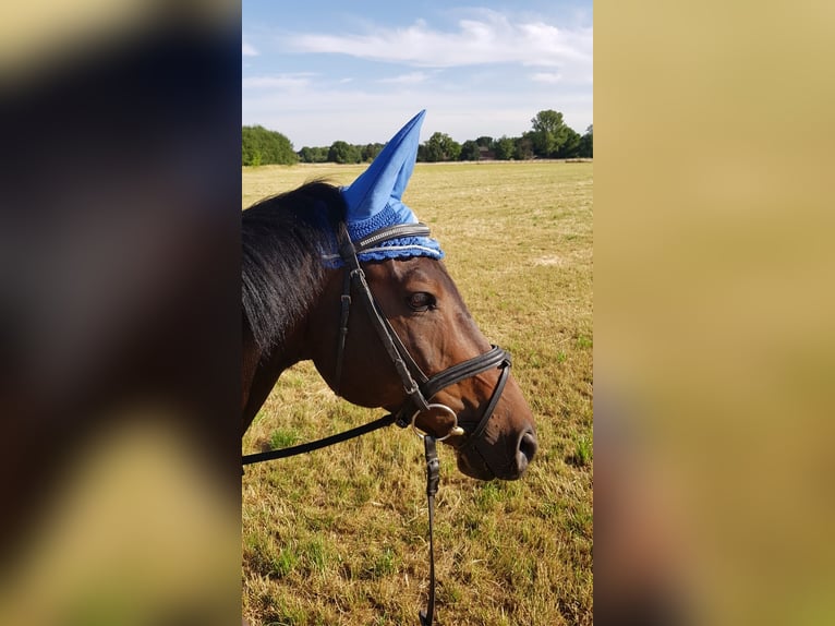 Trakehner Castrone 16 Anni 160 cm in Halle