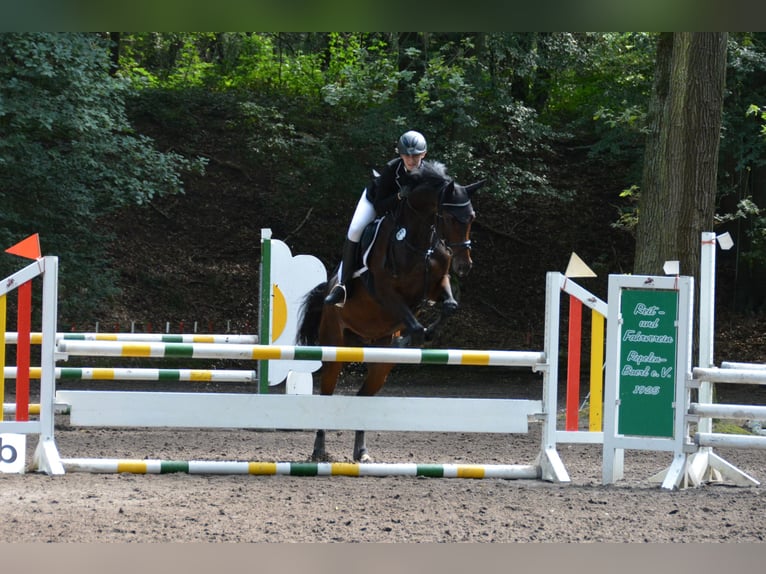 Trakehner Castrone 16 Anni 160 cm in Halle