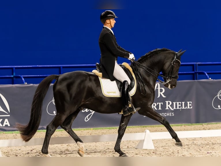 Trakehner Castrone 16 Anni Morello in Warszawa