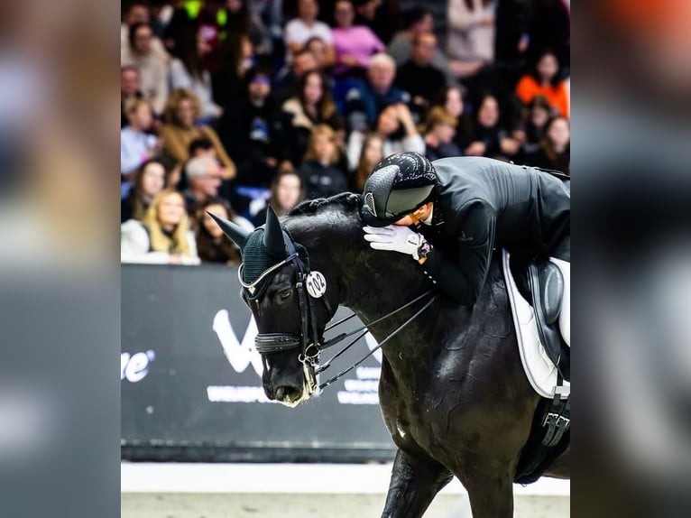 Trakehner Castrone 16 Anni Morello in Warszawa