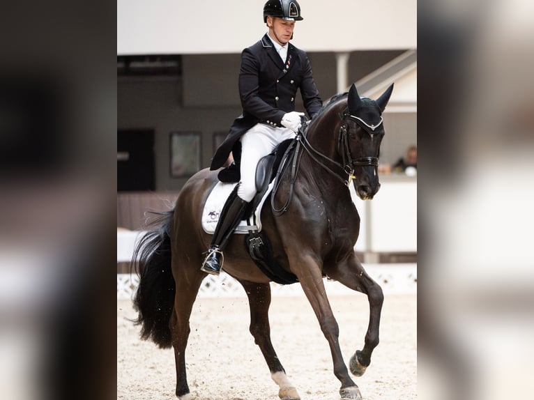 Trakehner Castrone 16 Anni Morello in Warszawa