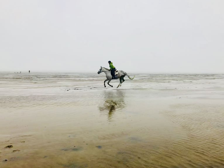 Trakehner Castrone 17 Anni 165 cm Grigio in Gütersloh