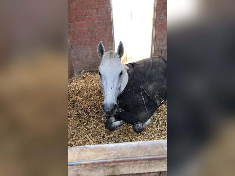 Trakehner Castrone 17 Anni 165 cm Grigio in Gütersloh